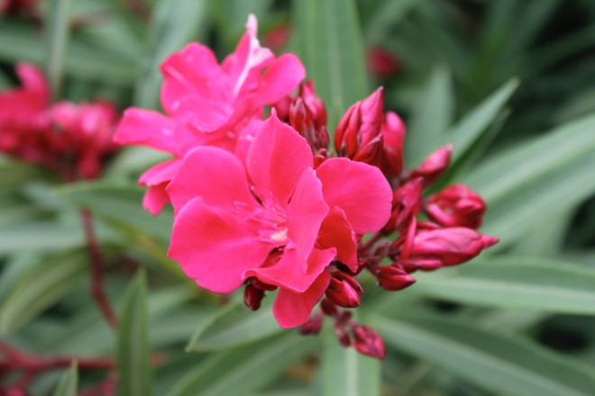 N&eacute;rium Oleander "G&eacute;ant des Batailles"