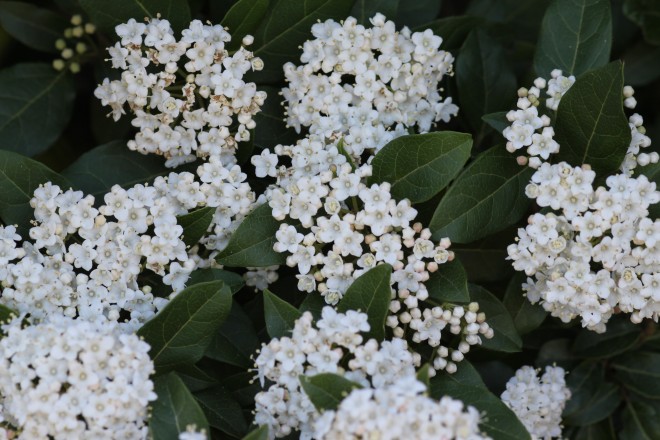 Viburnum Tinus