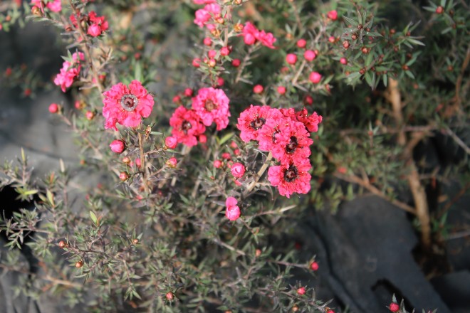 Leptospermum