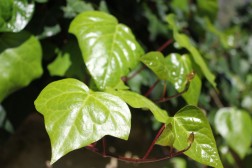 Hedera Helix Hibernica