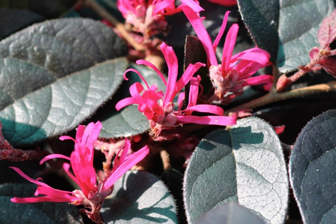Loropetalum Chinense "Fire Dance"