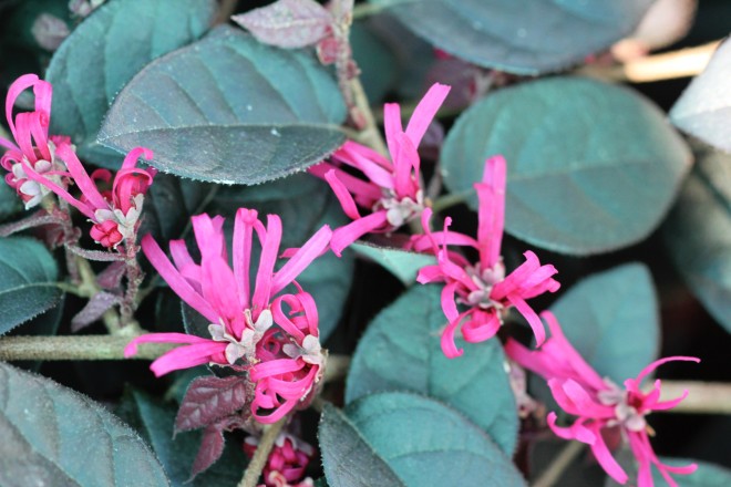 Loropetalum Chinense "Ming Dinasty"