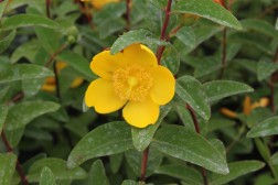 Hypericum Hidcote retaill&eacute;