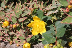 Hyp&eacute;ricum Moserianum Tricolor retaill&eacute;