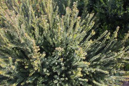 Myrtus communis Tarentina