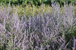 Perovskia Atriplicifolia retaill&eacute;