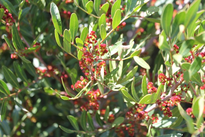 Phillyrea Angustifolia