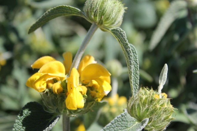 Phlomis