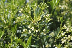 Pittosporum Heterophylum