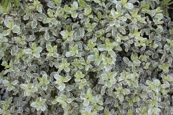 Pittosporum Tenuifolium Variegatum