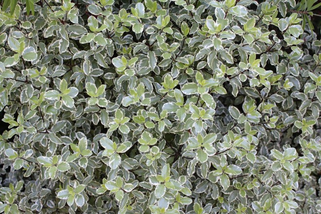 Pittosporum Tenuifolium Variegatum