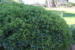 Pittosporum Tobira Nana