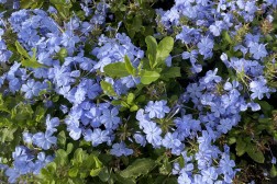 Plumbago Capensis