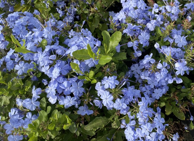 Plumbago Capensis