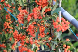 Pyracantha Mohave