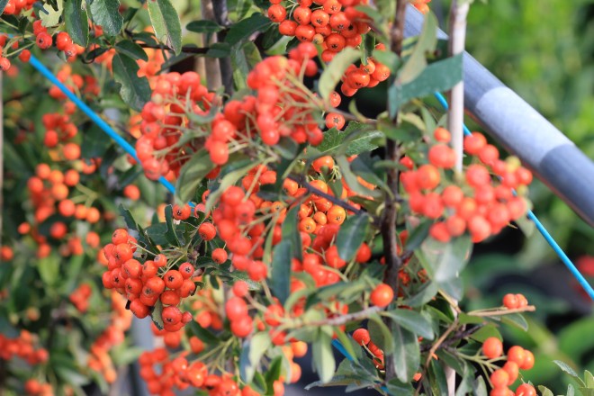 Pyracantha Mohave