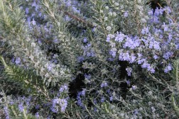 Rosmarinus Prostatus