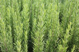 Rosmarinus Officinalis