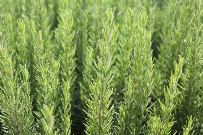 Rosmarinus Officinalis