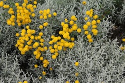 Santolina Chamaecyparis