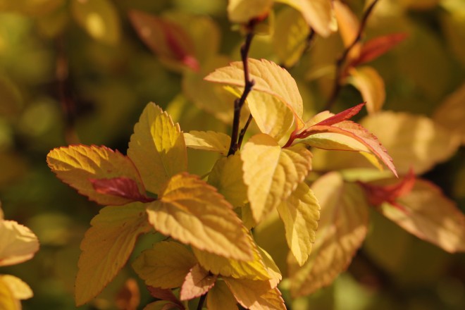 Spirea Japonica Gold Flame