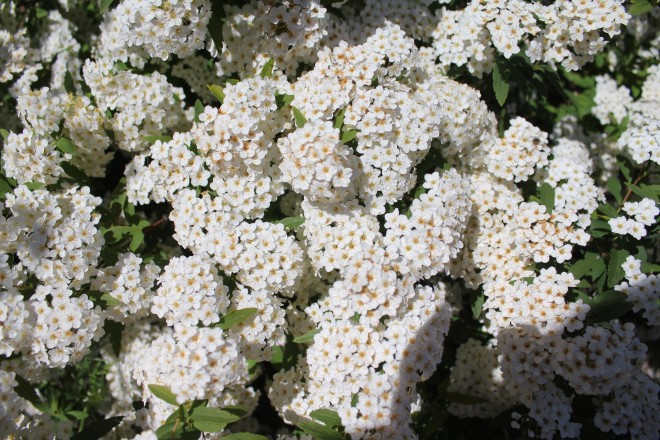 Spirea VanHouttei