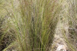 Stipa Tenuissima