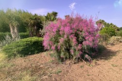 Tamarix Estivalis