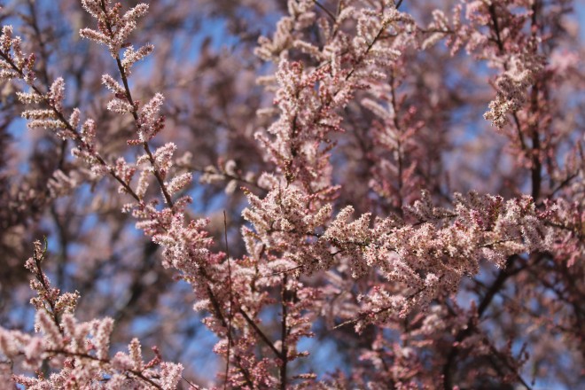 Tamarix Gallica