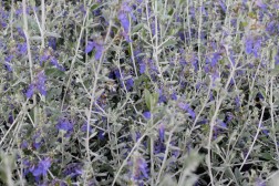 Teucrium Fructicans Azureum