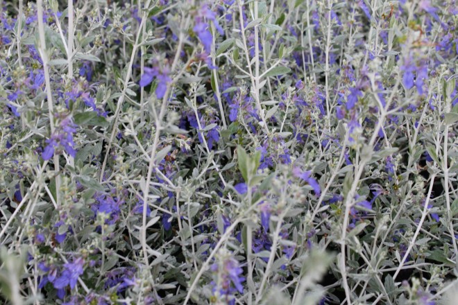 Teucrium Fructicans Azureum