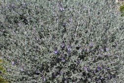 Teucrium Fructicans retaill&eacute;