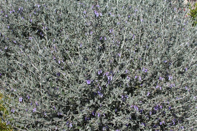 Teucrium Fructicans retaill&eacute;