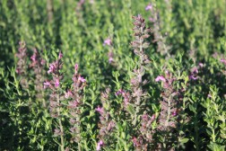 Teucrium Lucidrys