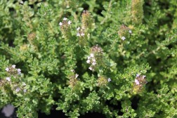 Thymus Citriodorus
