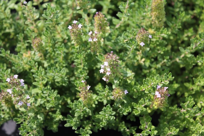 Thymus Citriodorus