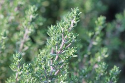 Thymus Vulgaris