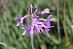 Tulbaghia Violacea