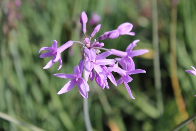 Tulbaghia Violacea