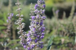 Vitex Agnus Castus Latifolia