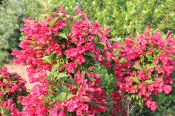 Wegelia "Bristol Ruby"