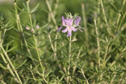 Westringia Fructicosa&nbsp;&nbsp;bleu retaill&eacute;