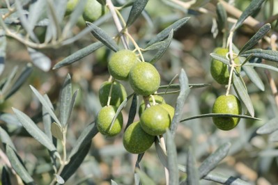 Plant&#x20;d&#x27;olivier&#x20;&quot;La&#x20;Verdale&#x20;de&#x20;l&#x27;H&#xE9;rault&quot;