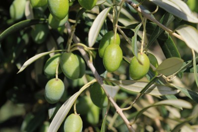 Plant&#x20;d&#x27;olivier&#x20;&quot;La&#x20;Picholine&quot;