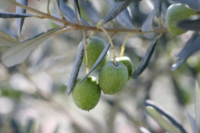Plant&#x20;d&#x27;olivier&#x20;&quot;La&#x20;Bouteillan&quot;