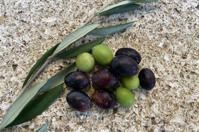 Plant&#x20;d&#x27;olivier&#x20;&quot;Le&#x20;cailletier&#x20;de&#x20;Nice&quot;