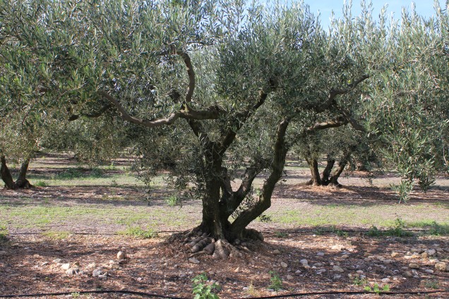 Arbre olivier