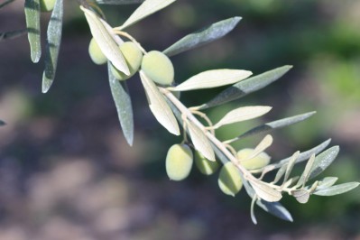 Plant&#x20;d&#x2019;olivier&#x20;&#x201C;l&#x2019;Aglandau&#x201D;